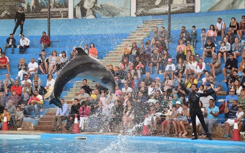 Dolphin and seal live show Hurghada