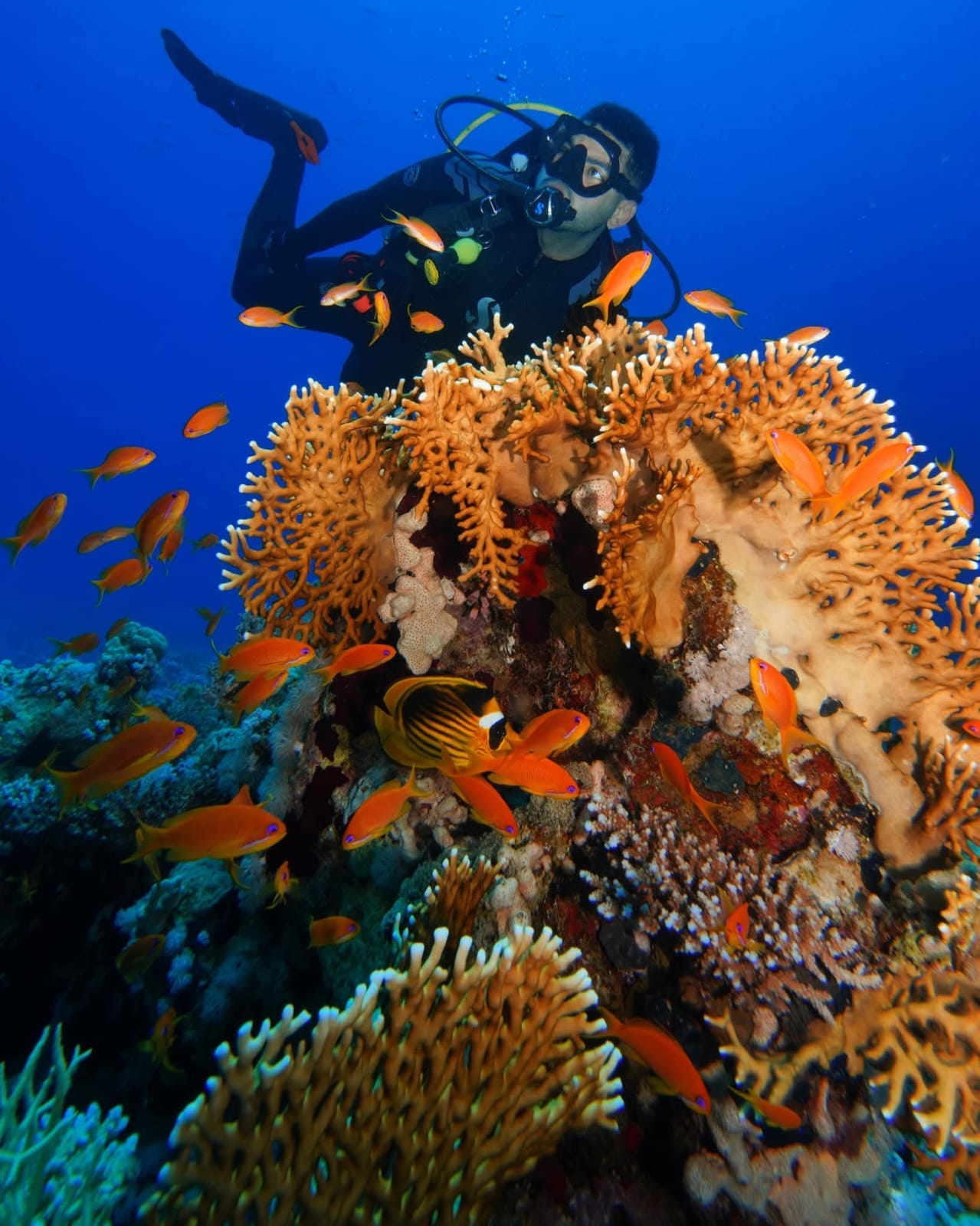 Daily diving Hurghada reef sites