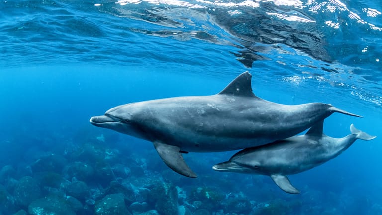 Dolphin House — wild dolphins in the Red Sea
